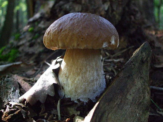 hríb dubový Boletus reticulatus Schaeff.