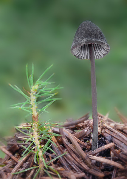 prilbička Mycena sp.