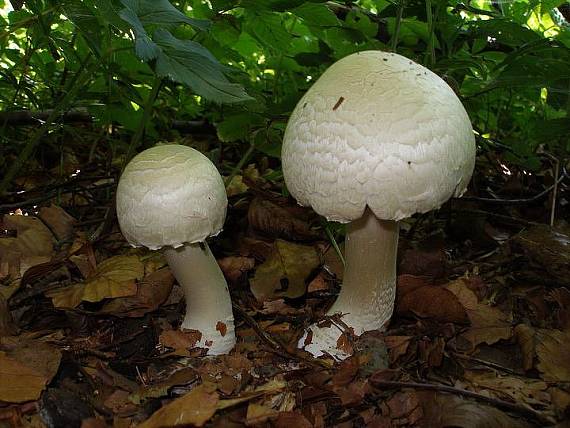 pečiarka lesná Agaricus sylvaticus Schaeff.