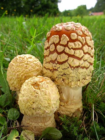 muchotrávka kráľovská Amanita regalis (Fr.) Michael