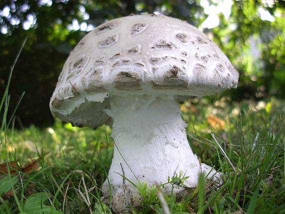 muchotrávka šiškovitá Amanita strobiliformis Gonn. & Rabenh.