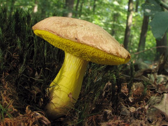 zlatohríb úhľadný Aureoboletus gentilis (Quél.) Pouzar