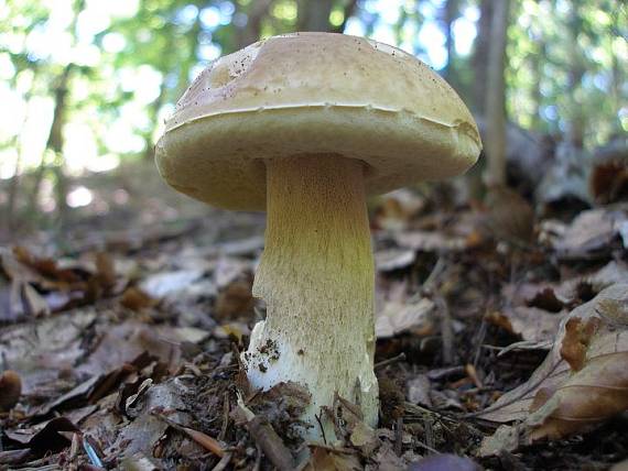 hríb smrekový Boletus edulis Bull.