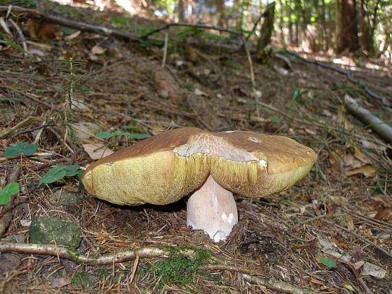 hríb smrekový Boletus edulis Bull.