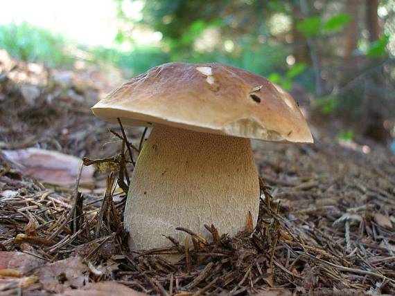 hríb smrekový Boletus edulis Bull.