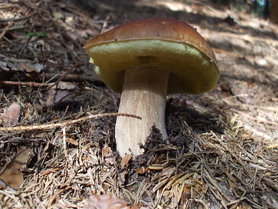 hríb smrekový Boletus edulis Bull.