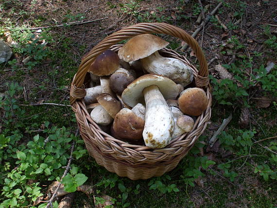 hríb smrekový Boletus edulis Bull.