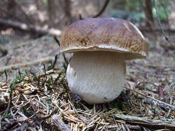 hríb smrekový Boletus edulis Bull.