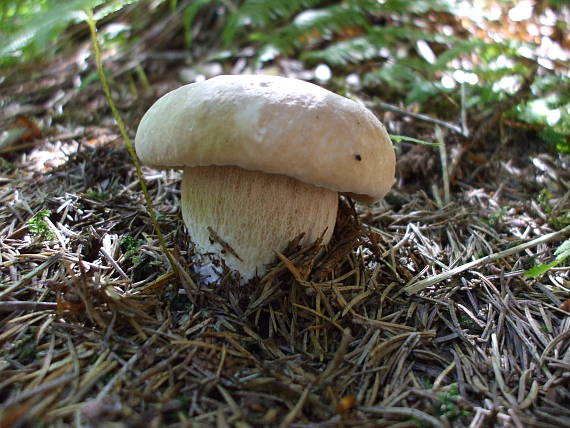 hríb smrekový Boletus edulis Bull.