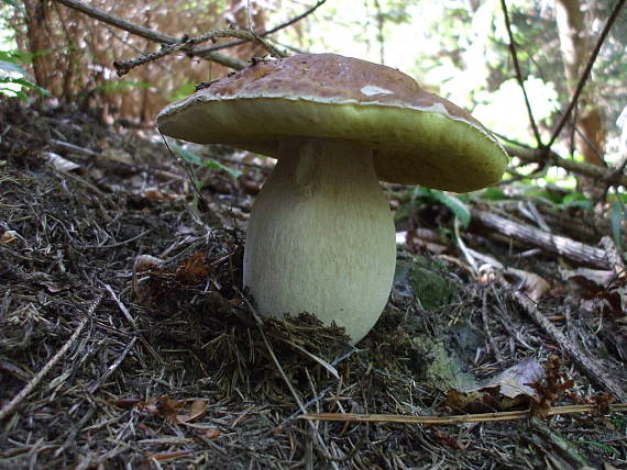 hríb smrekový Boletus edulis Bull.