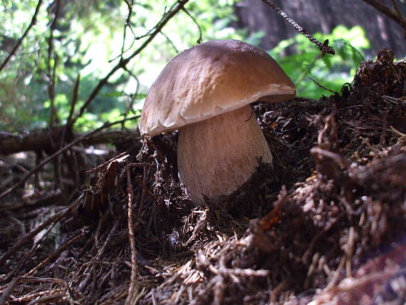 hríb smrekový Boletus edulis Bull.