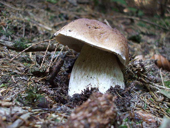 hríb smrekový Boletus edulis Bull.