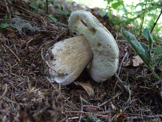 hríb smrekový Boletus edulis Bull.