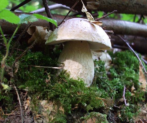 hríb smrekový Boletus edulis Bull.