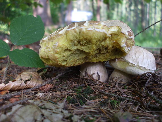 hríb smrekový Boletus edulis Bull.