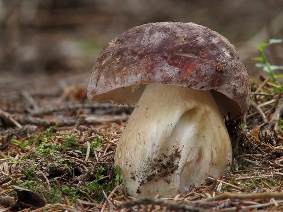 hríb sosnový Boletus pinophilus Pil. et Dermek in Pil.