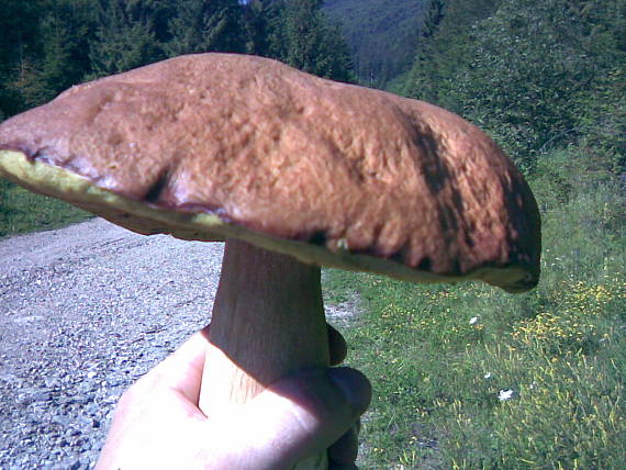 hrib dubovy Boletus reticulatus