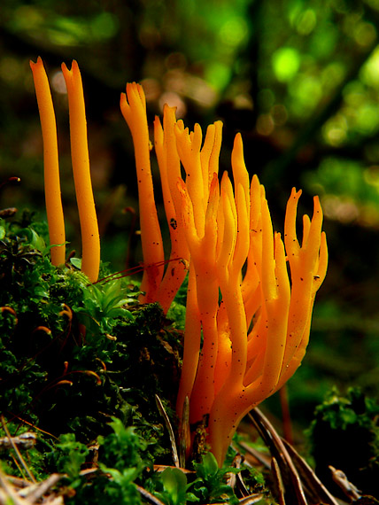 parôžkovec lepkavý Calocera viscosa (Pers.) Fr.