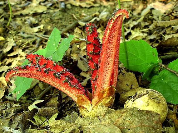 mrežovka kvetovitá Clathrus archeri (Berk.) Dring