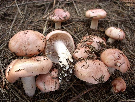 šťavnačka červenkastá Hygrophorus erubescens (Fr.) Fr.