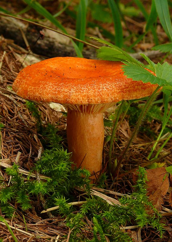 rýdzik Lactarius sp.