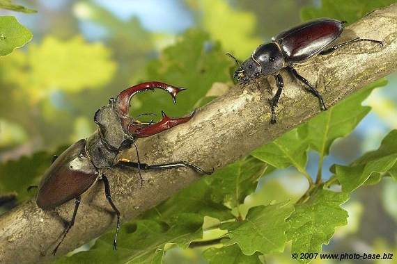 roháč obyčajný Lucanus cervus