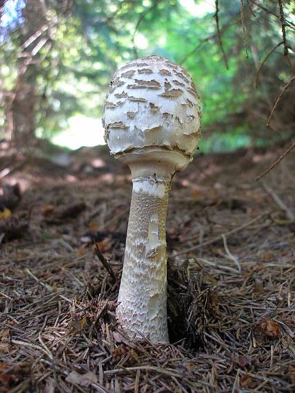 bedľa vysoká Macrolepiota procera (Scop.) Singer