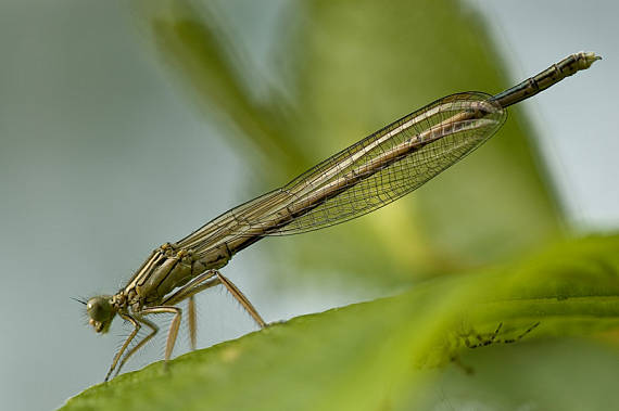 šidielko ploskonohé Platycnemis pennipes