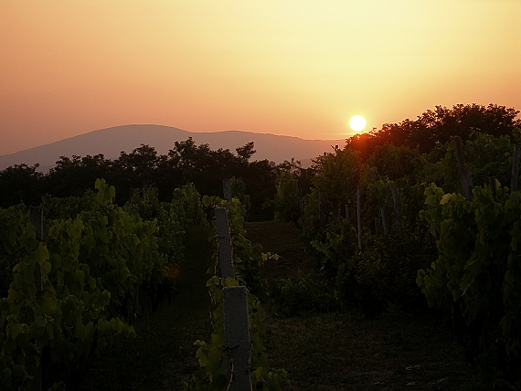 západ nad vinicou