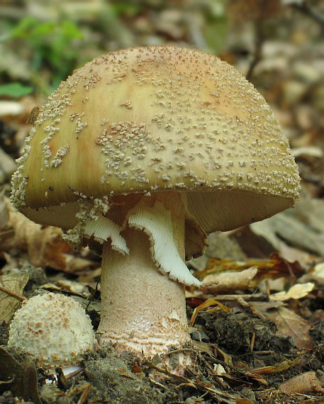 muchotrávka červenkastá Amanita rubescens Pers.