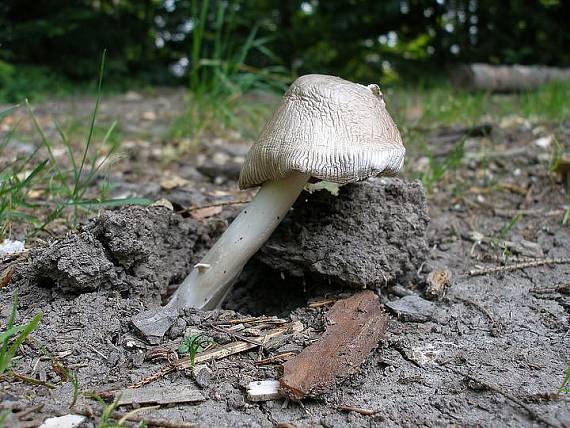 silák Amanita