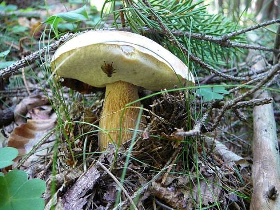 hríb smrekový Boletus edulis Bull.