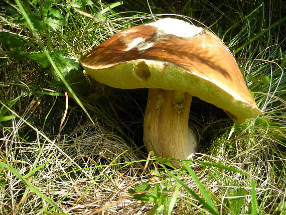 hríb smrekový Boletus edulis Bull.