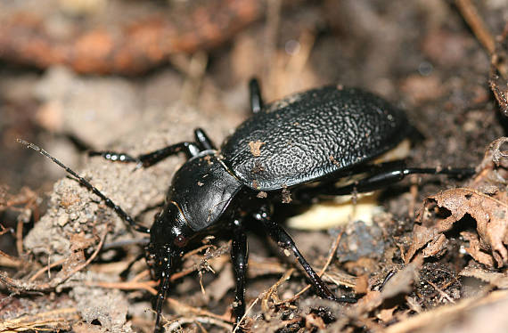 bystruška kožovitá Carabus coriaceus