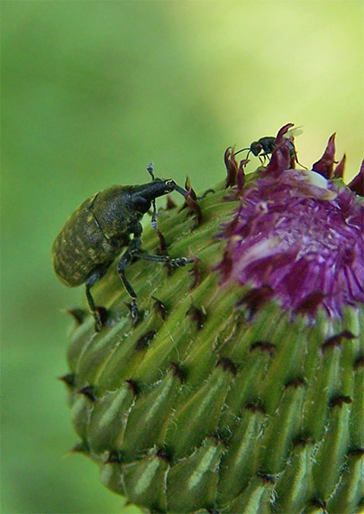 nosáčik Larinus turbinatus (Curculionidae)