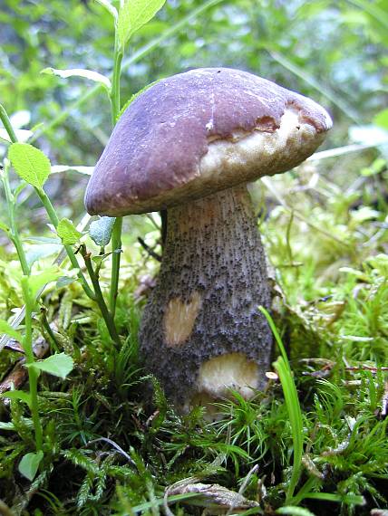 kozák brezový Leccinum scabrum (Bull.) Gray