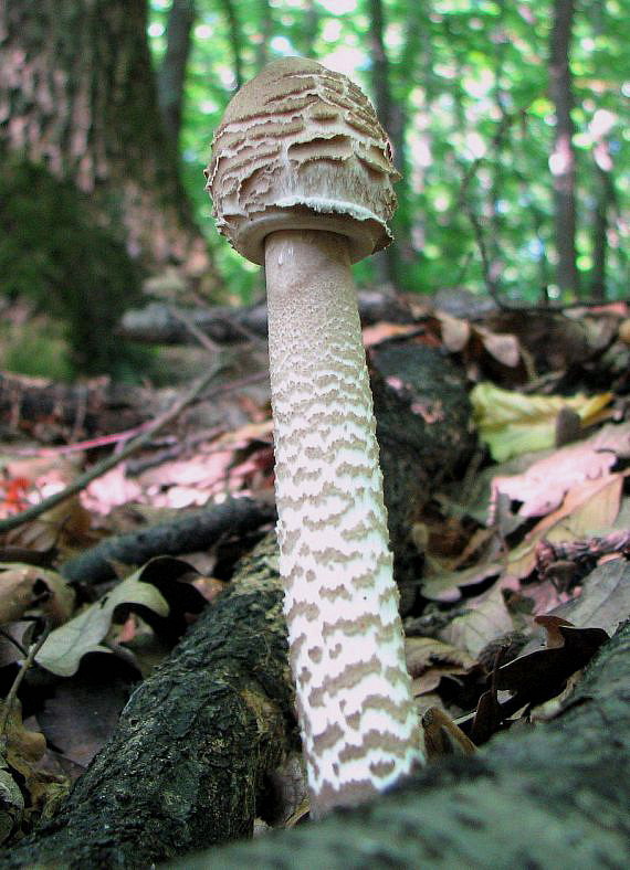 bedľa vysoká Macrolepiota procera (Scop.) Singer