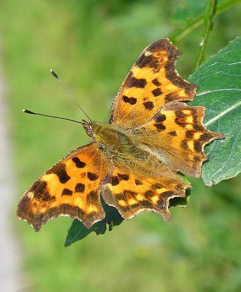 babôčka zubatokrídla Polygonia c-album