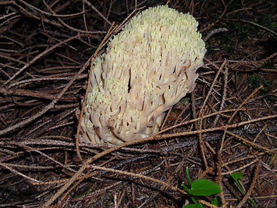 strapačka Ramaria sp.