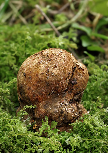 koreňovec žltkastý Rhizopogon luteolus Fr. & Nordholm