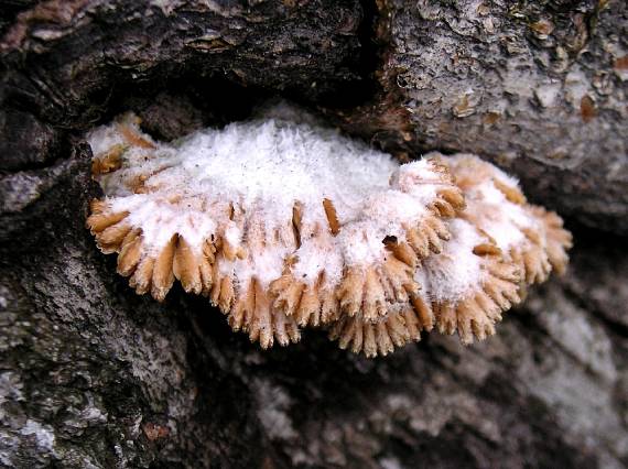 klanolupeňovka obyčajná Schizophyllum commune Fr.