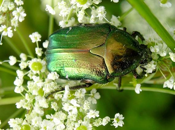 cetonia aurata