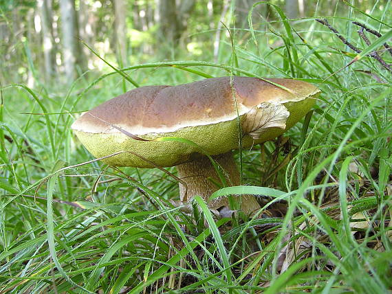 hríb smrekový Boletus edulis Bull.