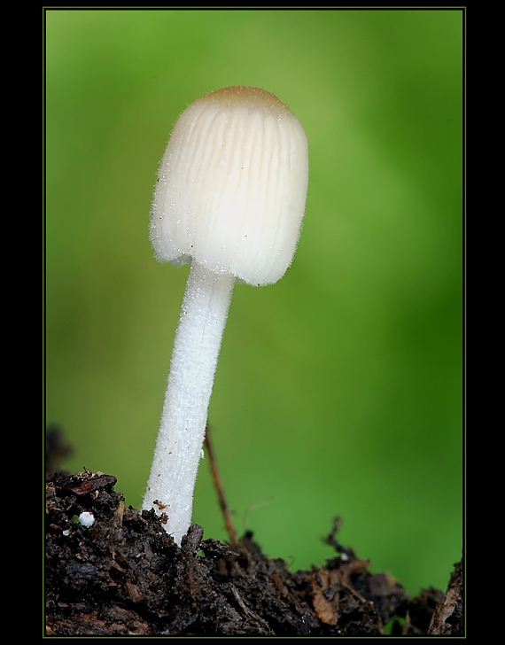 hnojnik Coprinus sp.