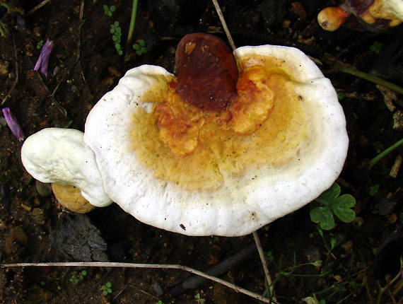 lesklokôrovka Ganoderma sp.