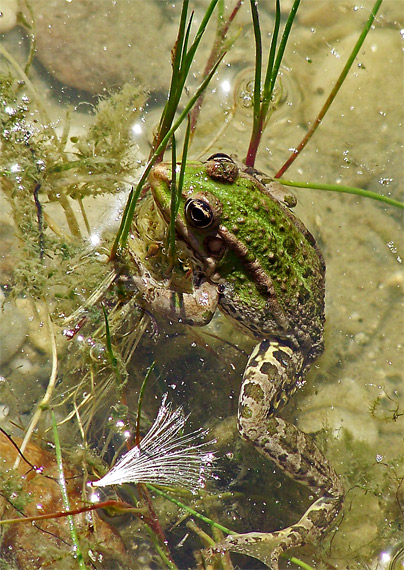 skokan Pelophylax sp.