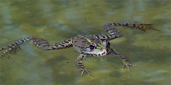 skokan Pelophylax sp.