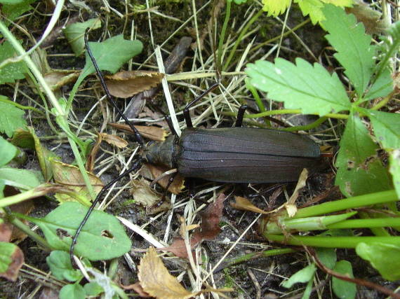 fuzáč drsnotykadlový Aegosoma(Megopis)scabricornis