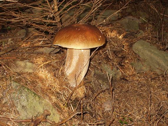 hríb smrekový Boletus edulis Bull.