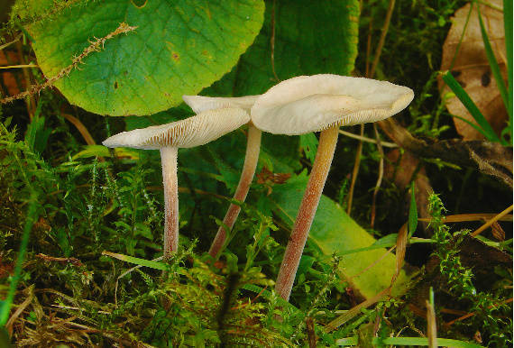 peniazovka Collybia sp.